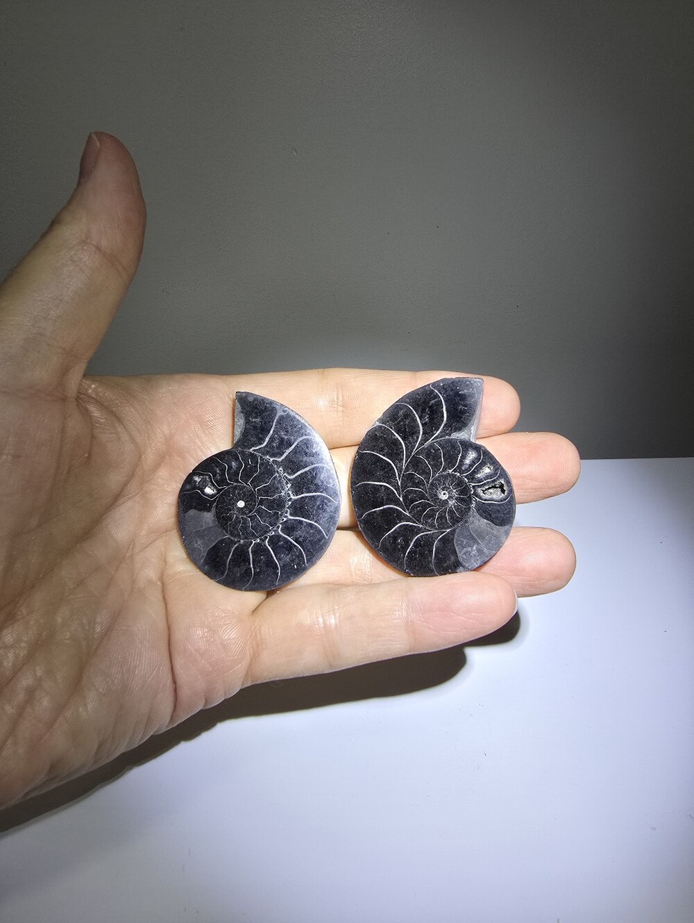 Ammonite Crystal Fossil Specimen #K